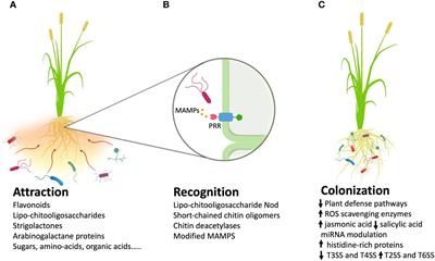 Exploring the potential of endophyte-plant interactions for improving crop sustainable yields in a changing climate